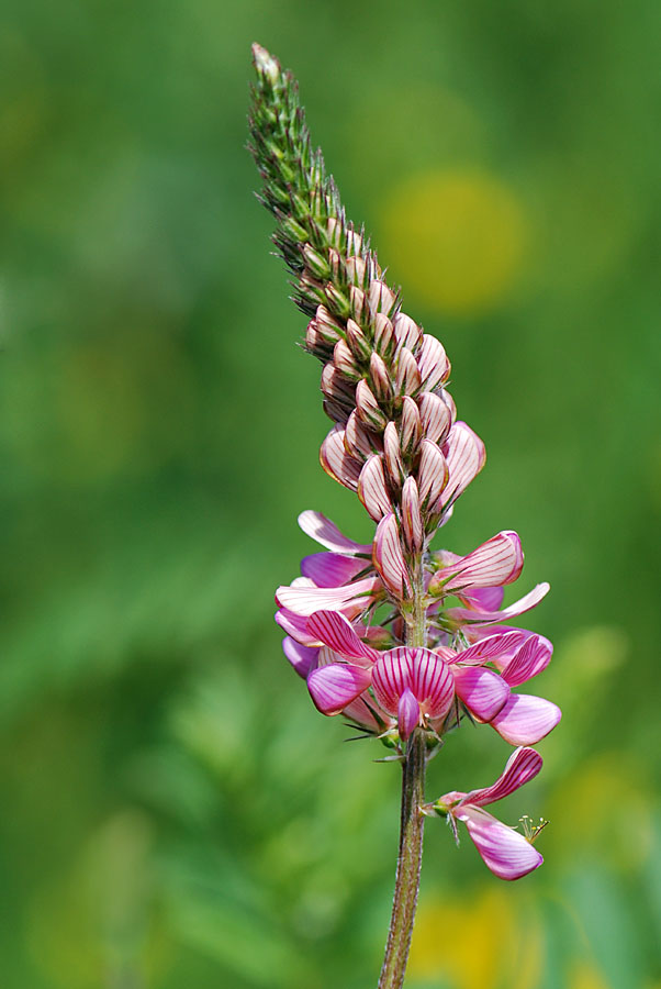 Onobrychis vicifolia / Lupinella comune